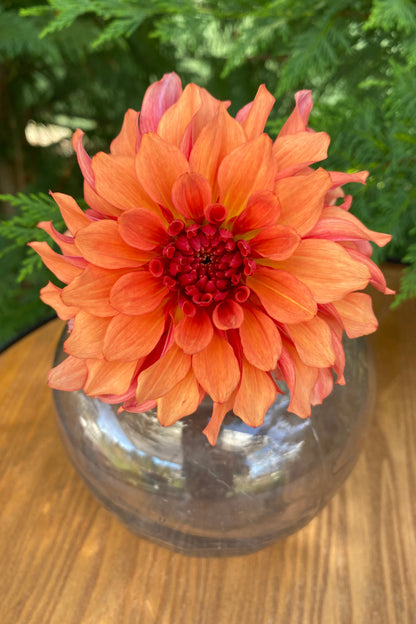 Lakeview Storm (Limit 1)