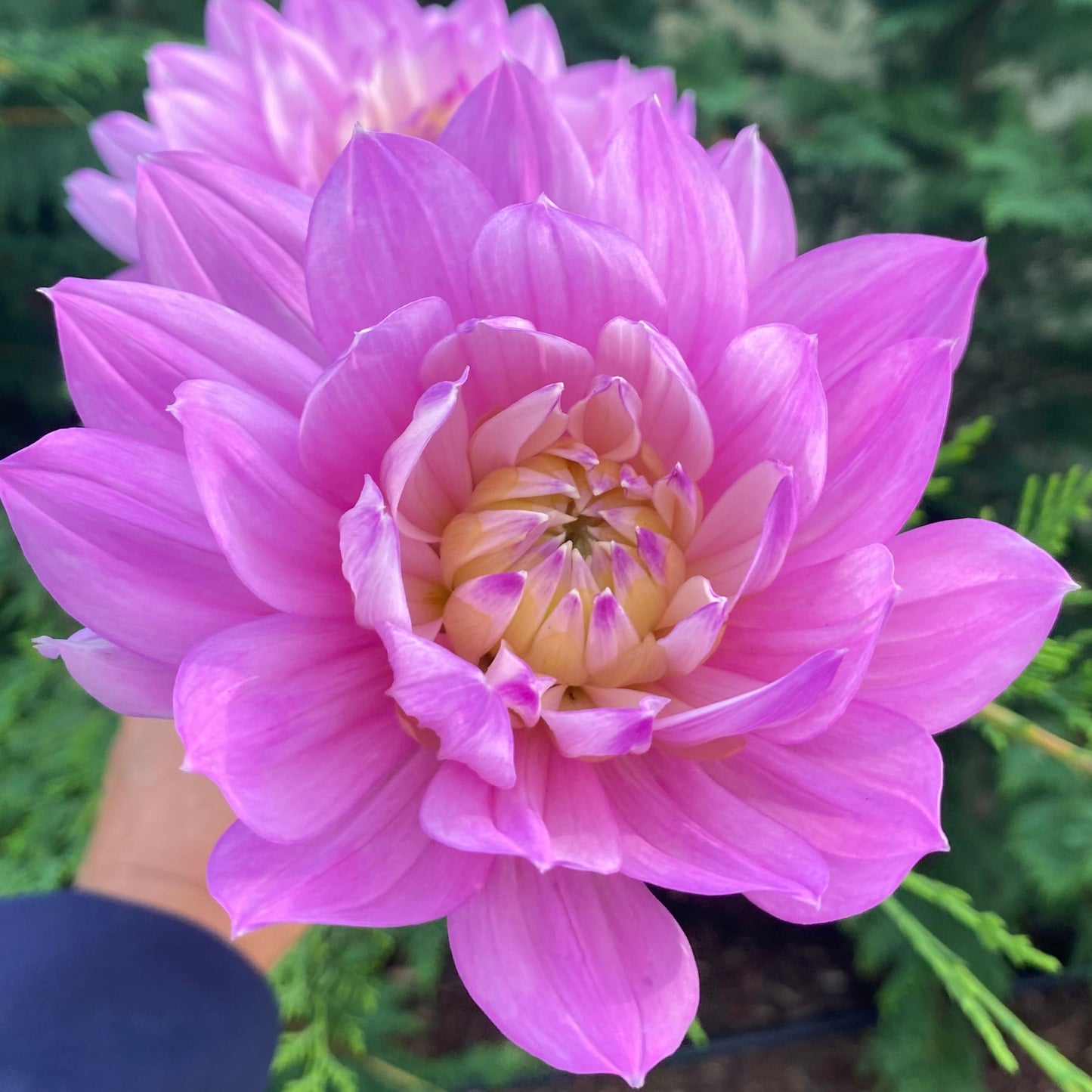 Hollyhill Pink Martini