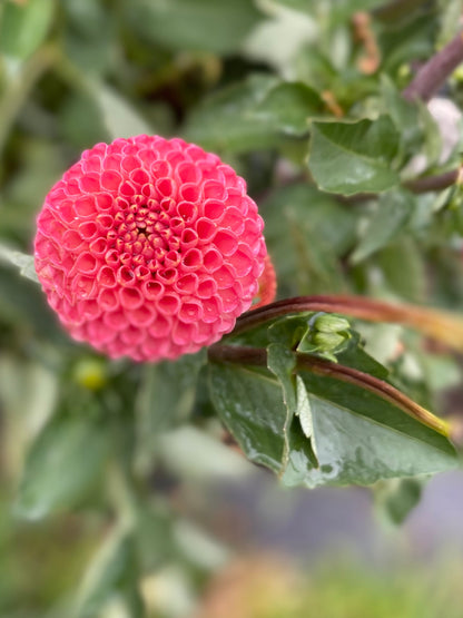 SB’s KA’s Choice