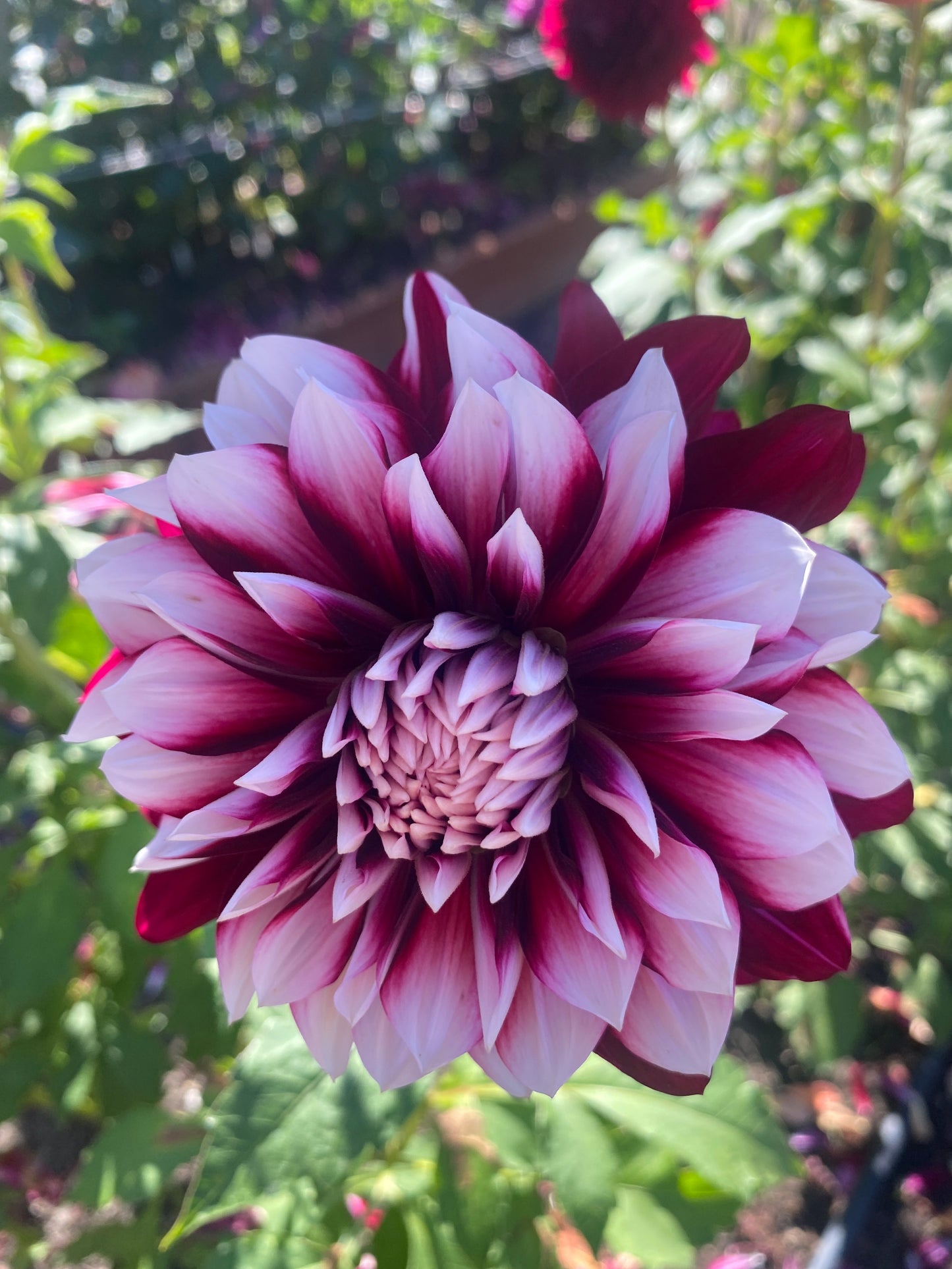 Hollyhill Masquerade (limit 1)