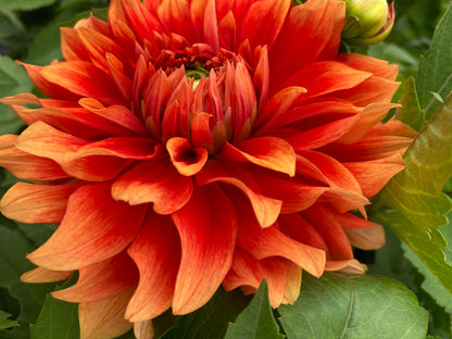 New Year 2026 Collection #39