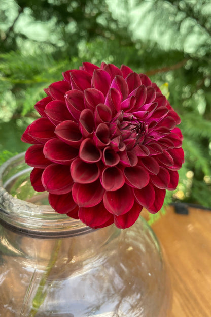 Ferncliff Black Cherry (limit 1)