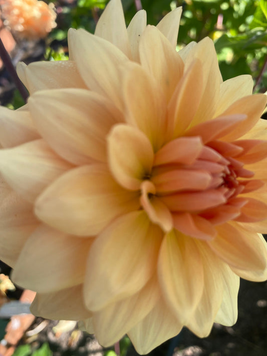 Lee’s Turmeric Tea