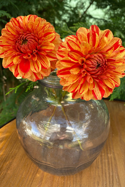 Jowey Nice (Limit 1)