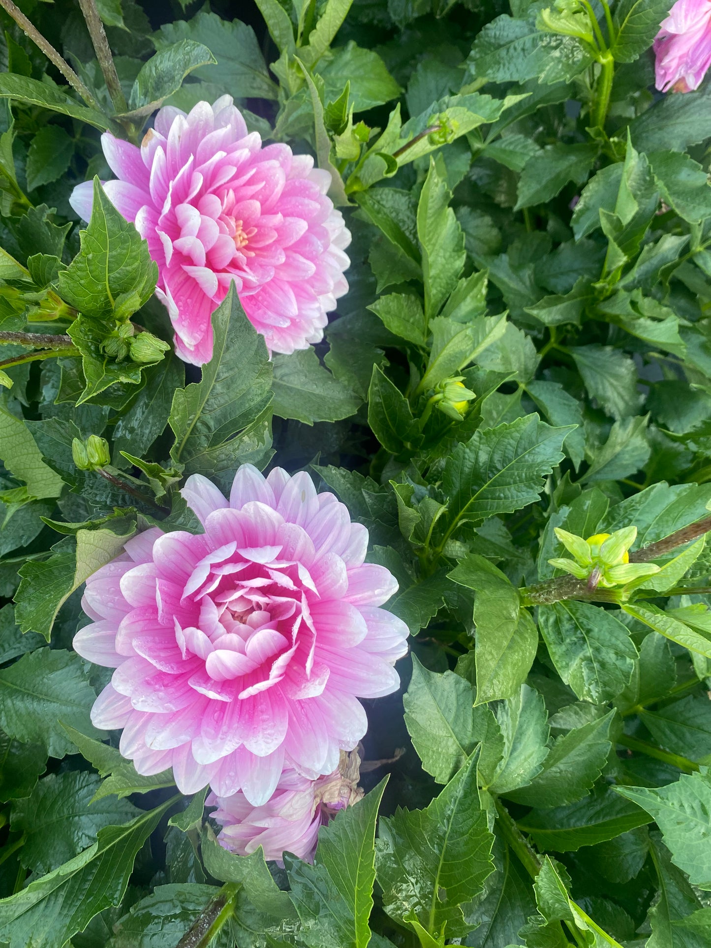 Hollyhill Pink Parfait