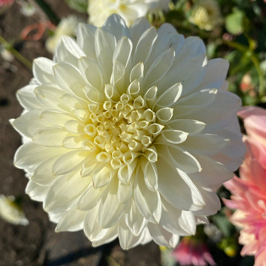 Korb River Bend Jean