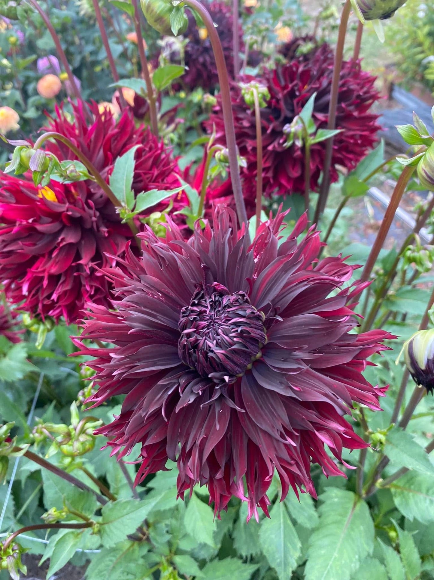 Manor Jayne (Limit1)