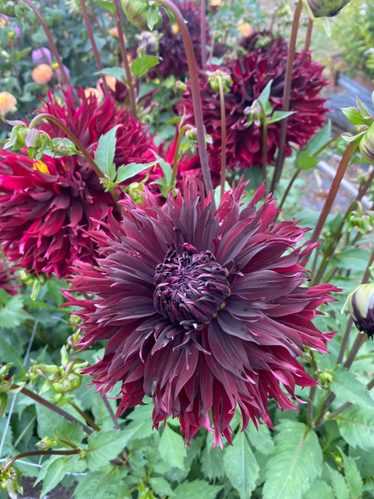 Manor Jayne (Limit1)