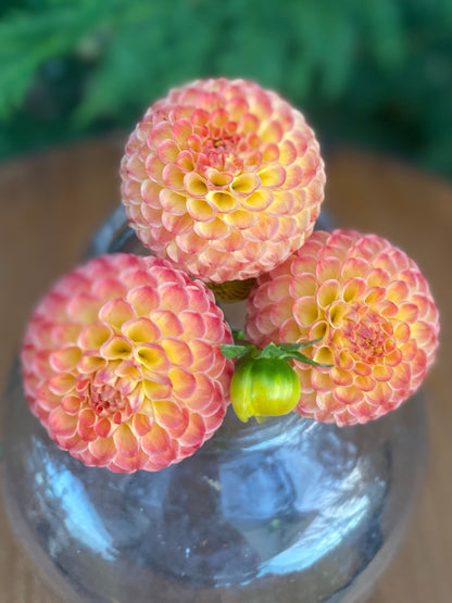 Minley Carol (Limit1)