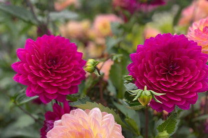 Sandia Nocturne (Limit 1)