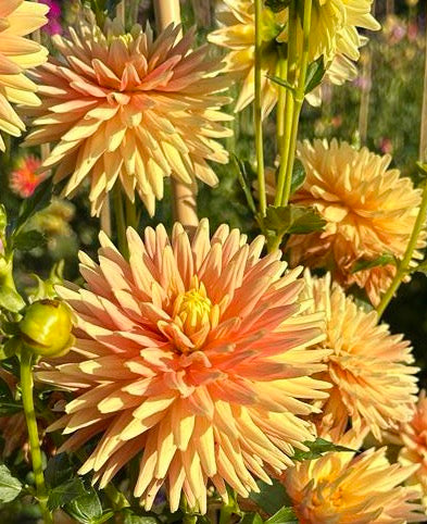 Hollyhill Gingersnap