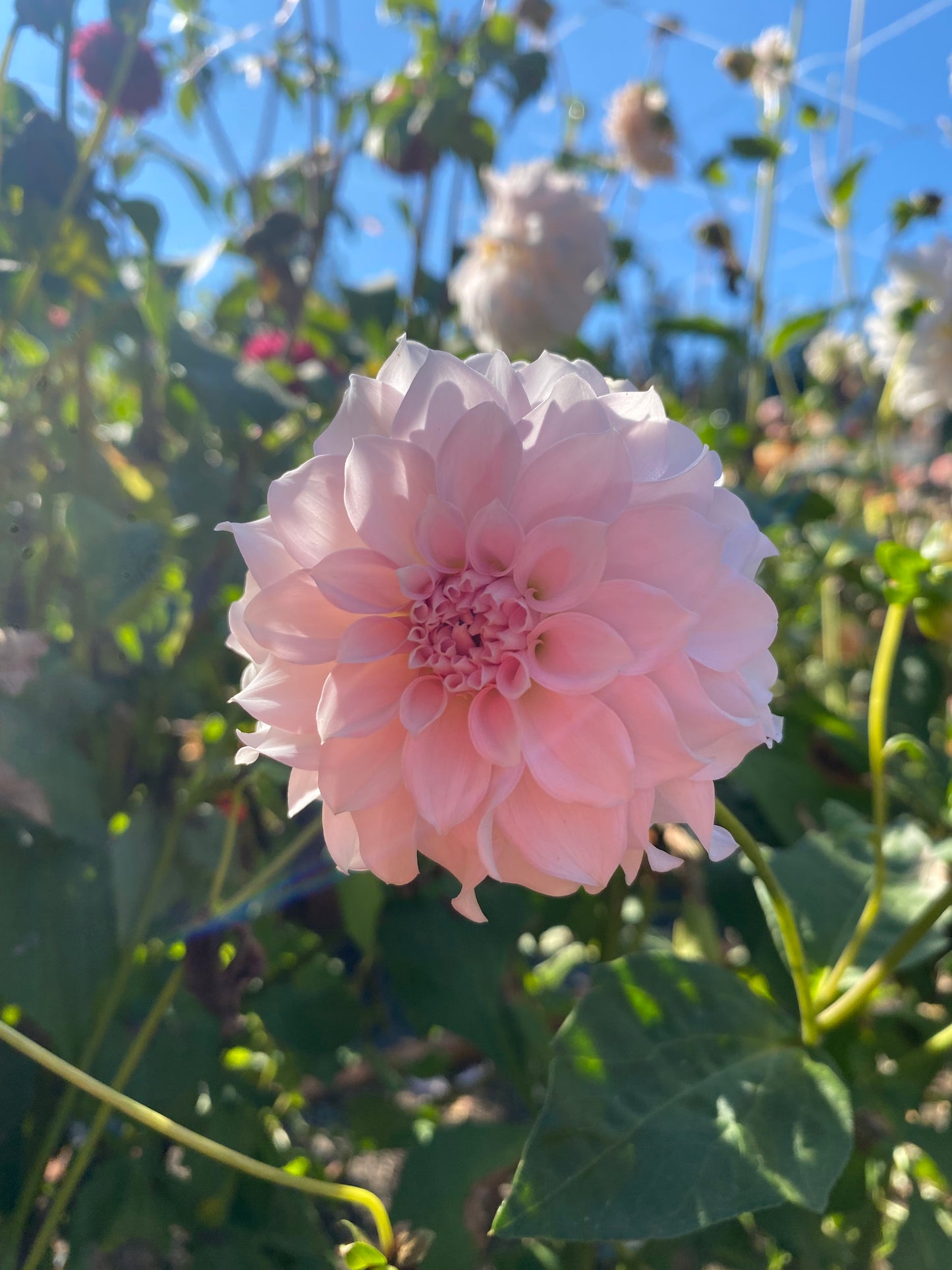 New Year 2026 Collection #33