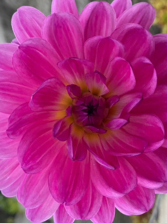 Lyn’s Lexi (Limit 1).          Small tubers