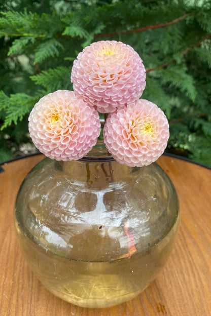 Irish D Porter (Ugly Tubers)