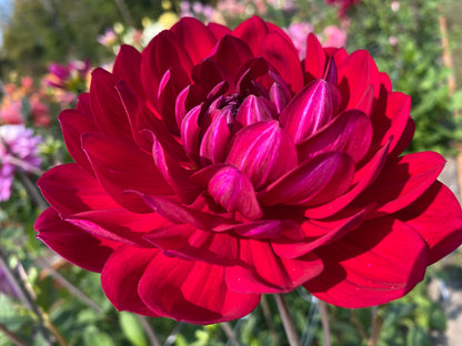 Sandia Claire (limit 1)