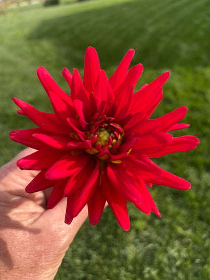 Karma Irene (Limit1)