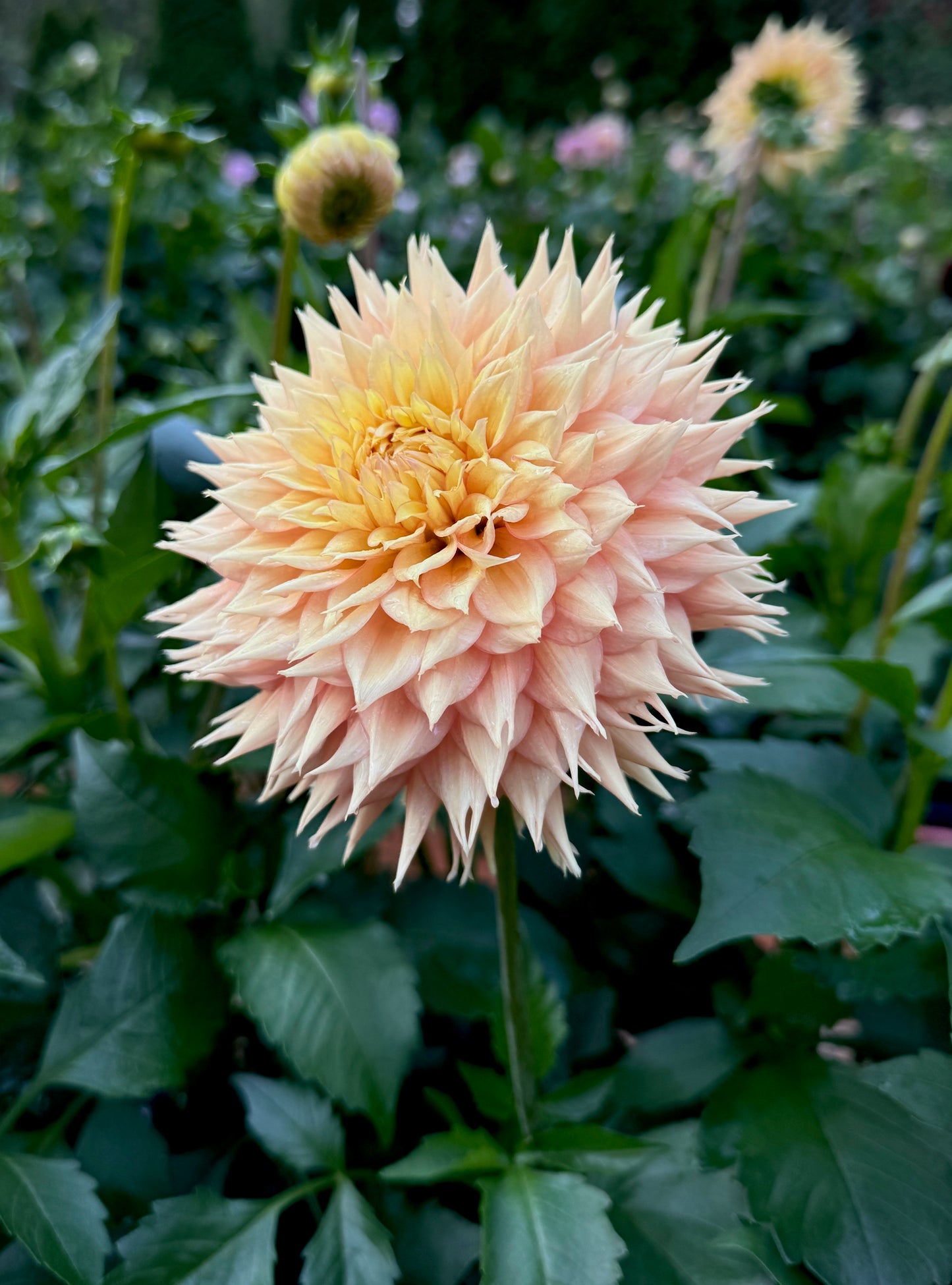 Lee’s Apricot Fizz