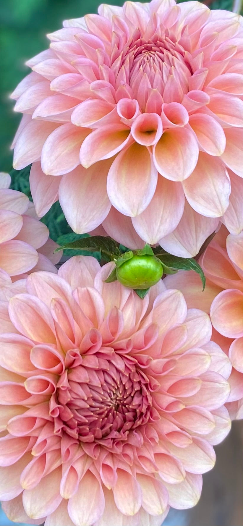 New Year 2026 Collection #30