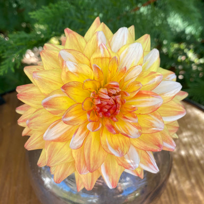 FGL Cameleon (Limit 1)