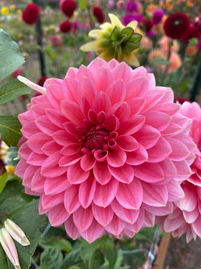 New Year 2026 Collection #30