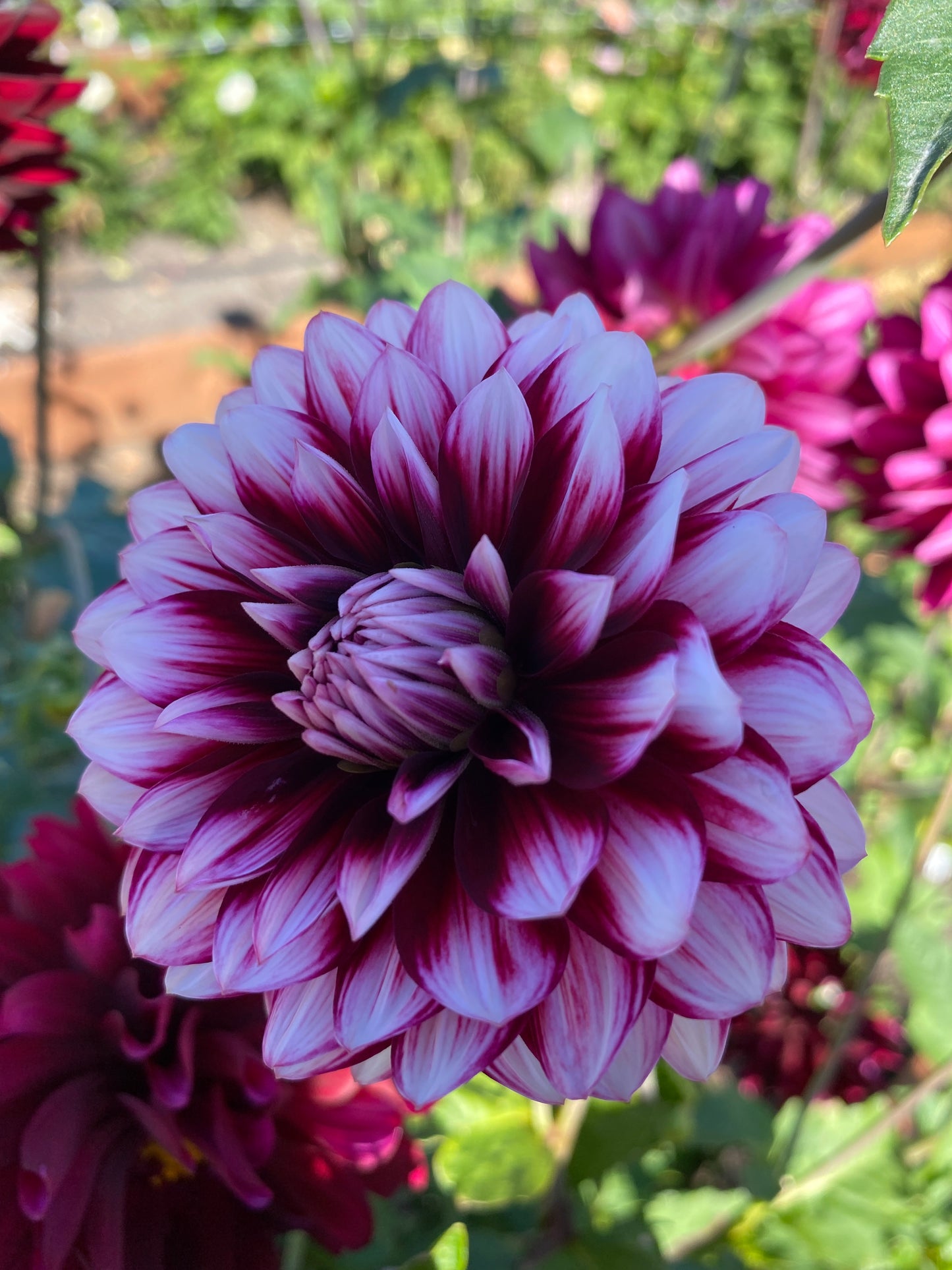 Hollyhill Masquerade (limit 1)