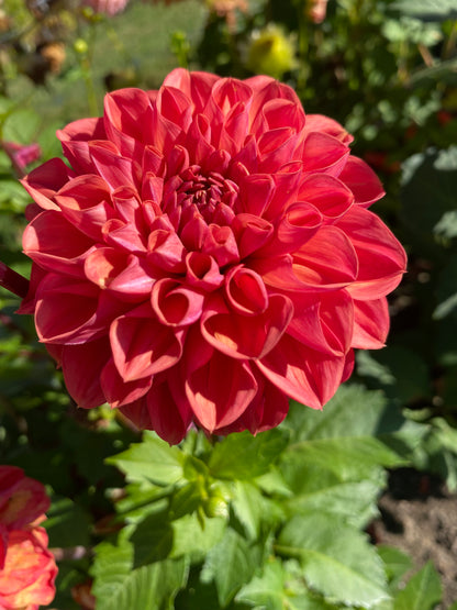 New Year 2026 Collection #45