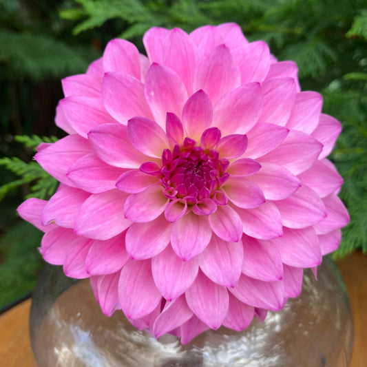 CDP Little Bit of Pink