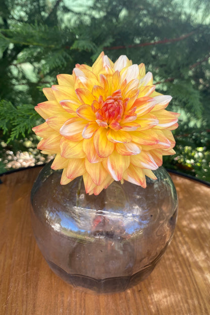 FGL Cameleon (Limit 1)