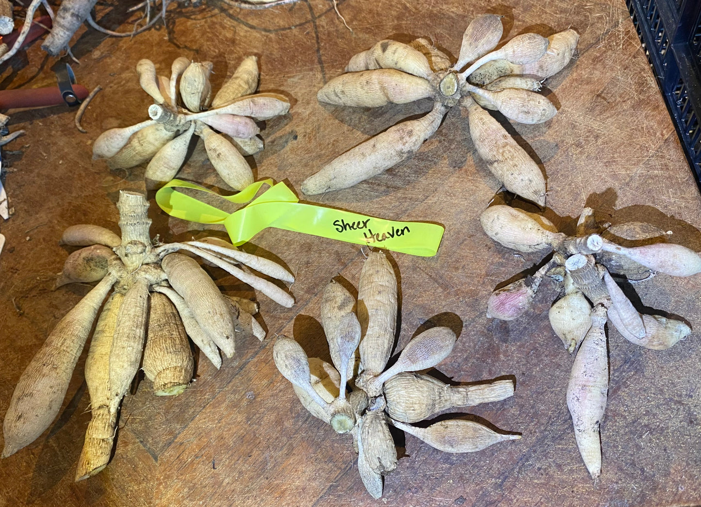 Sheer Heaven (clump)