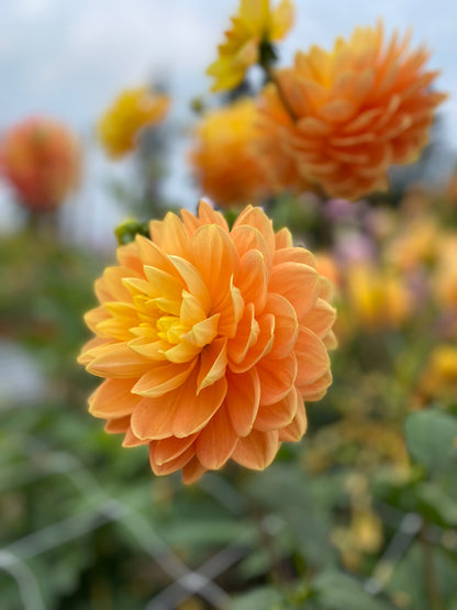 Monet Glory (Limit 1)