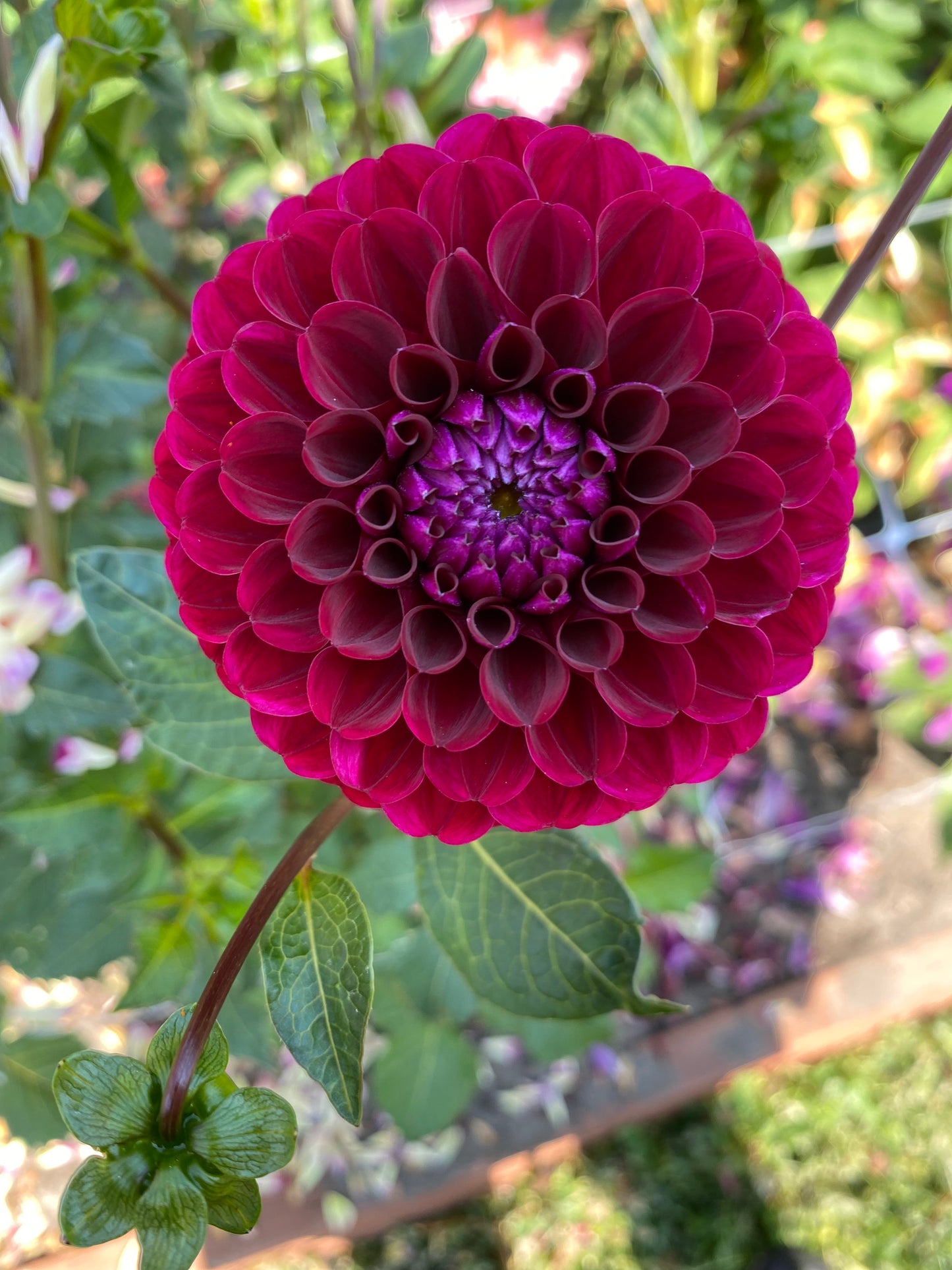 Hapet Schwarzer Peter 