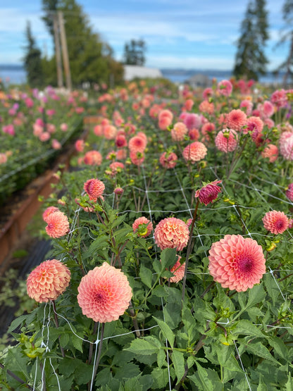 New Year 2026 Collection #37