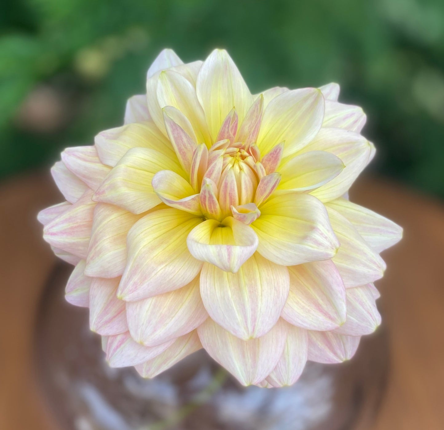 Sheer Heaven (clump)