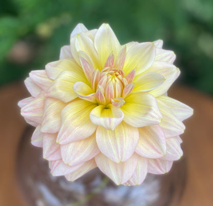 Sheer Heaven (clump)