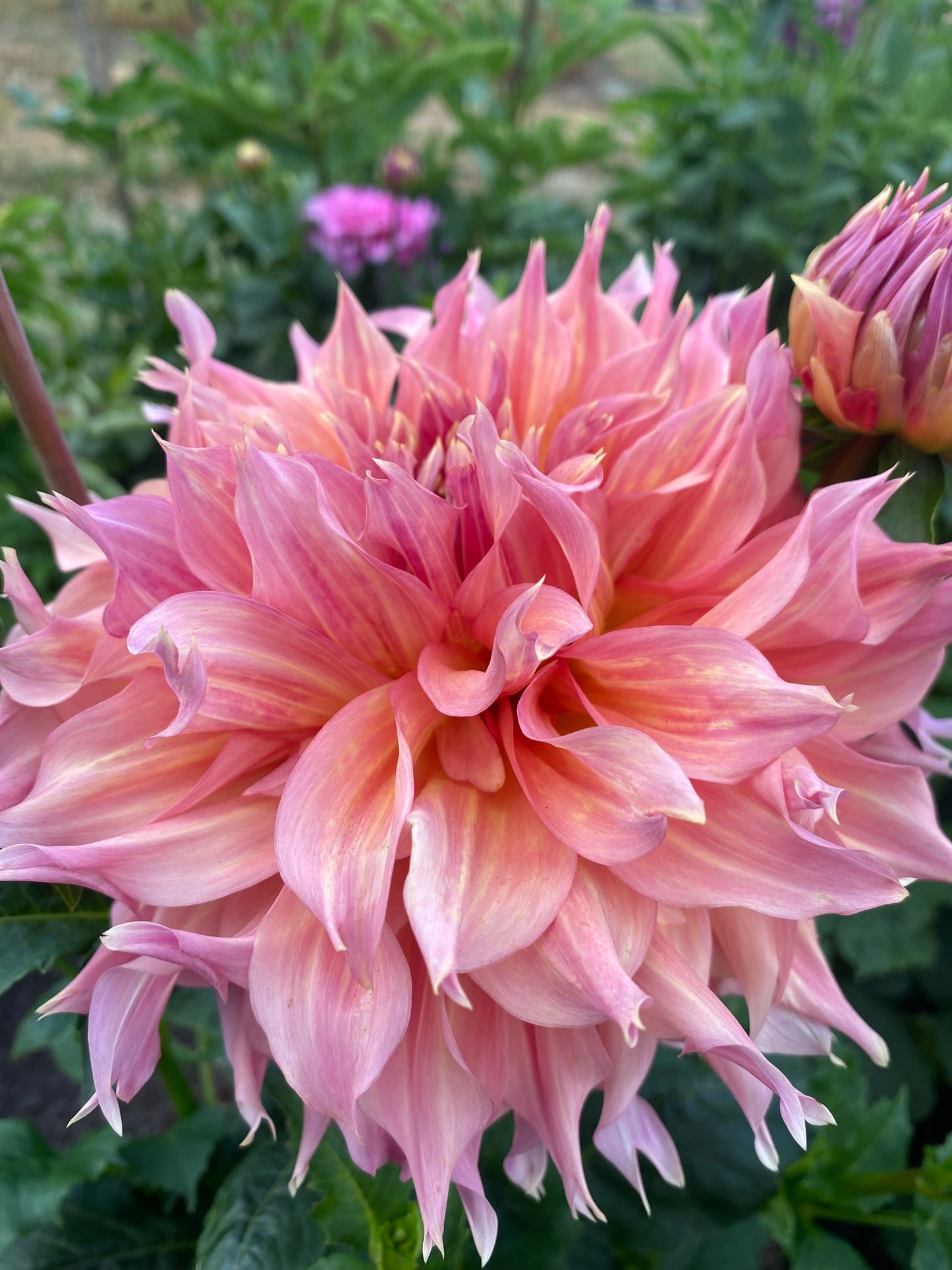 New Year 2026 Collection #35