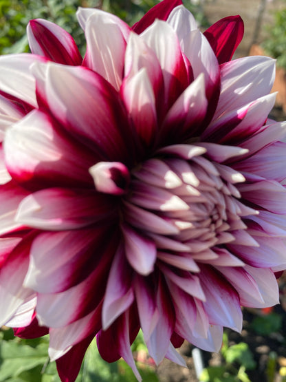 Hollyhill Masquerade (limit 1)