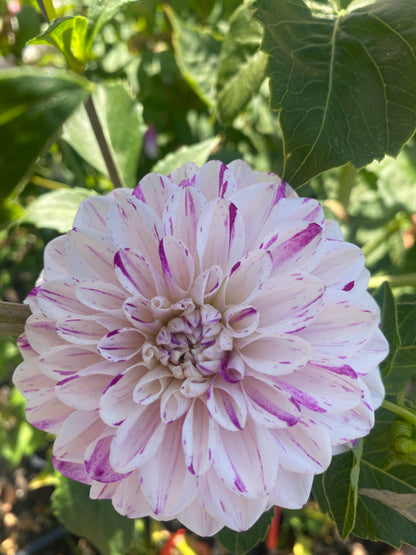 Hollyhill Fingerpaint