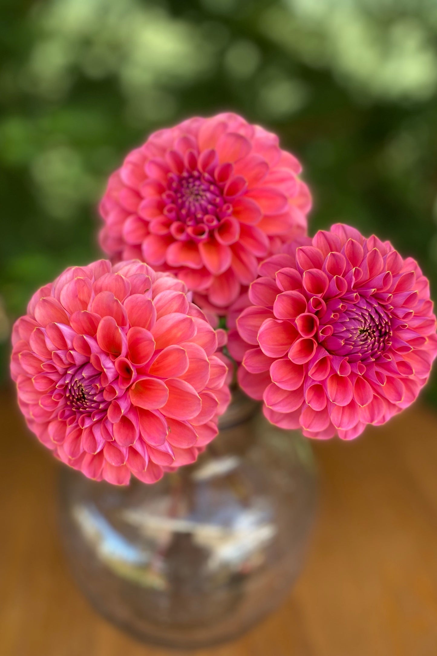 GC Pink Lemonade (Limit 1)