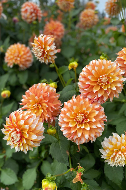 Bloomquist Candy Corn