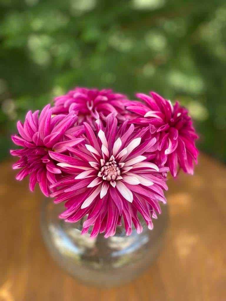 Irish Blackheart & Pink Sport Irish Blackheart