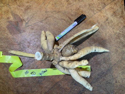 yellow no ID (Clump)