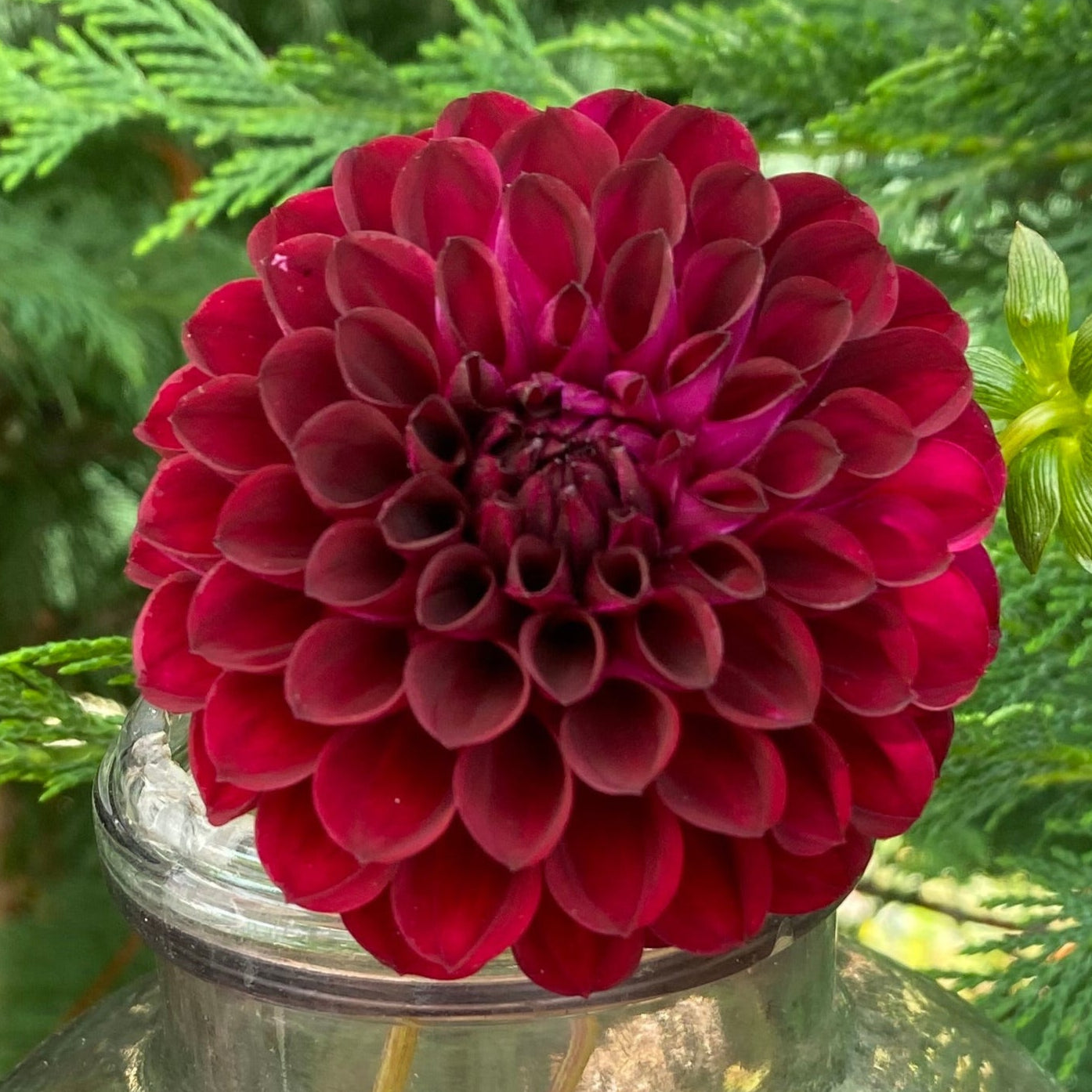 Ferncliff Black Cherry (limit 1)