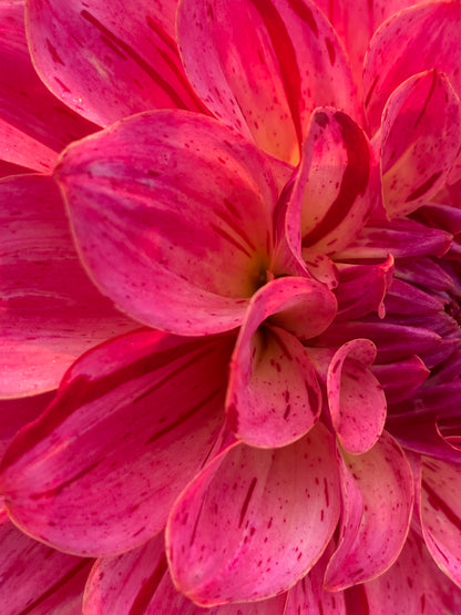 Van Isle Salish Sunset