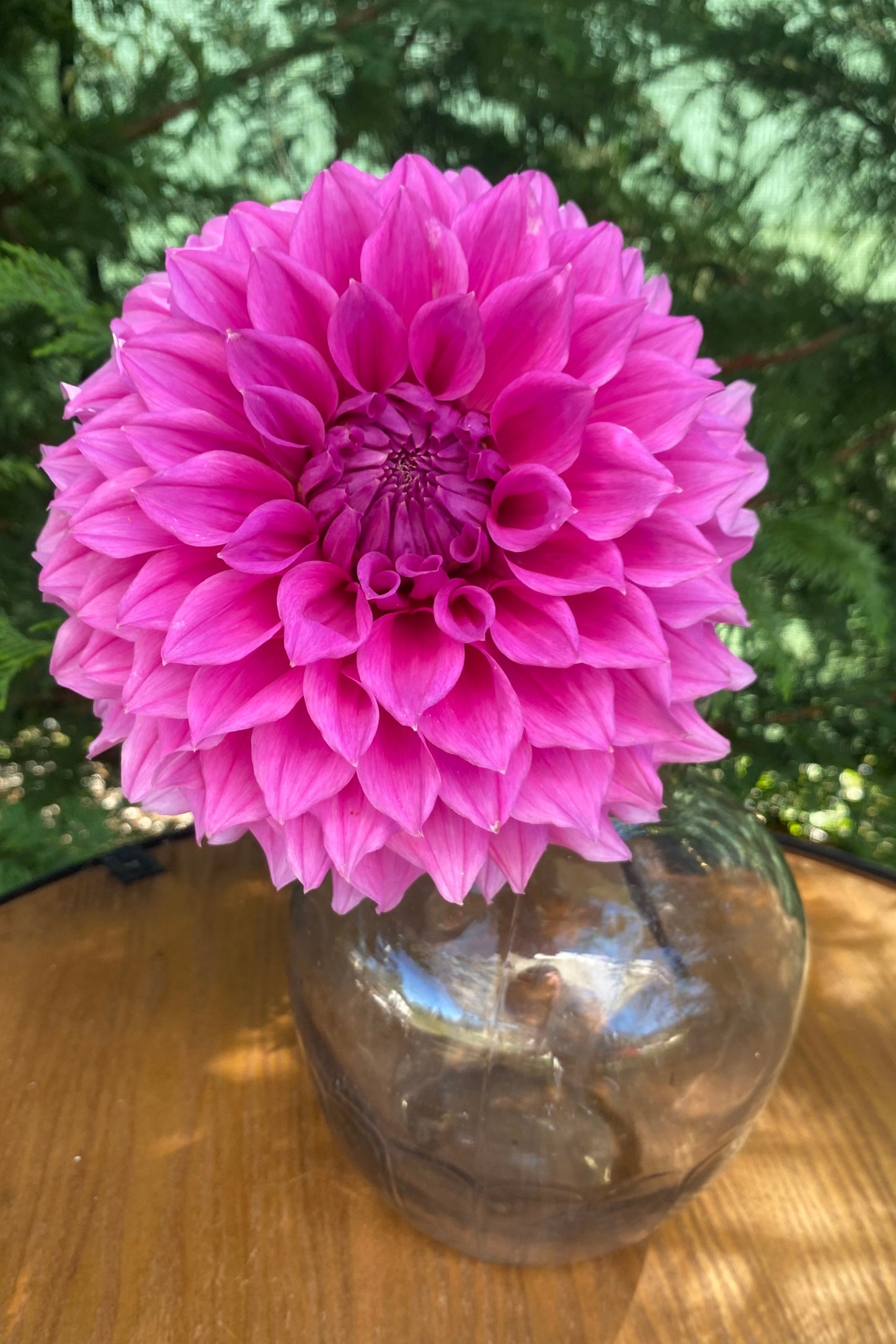 Elma Elizabeth (clump)