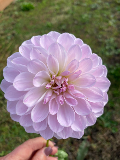 New Year 2026 Collection #37