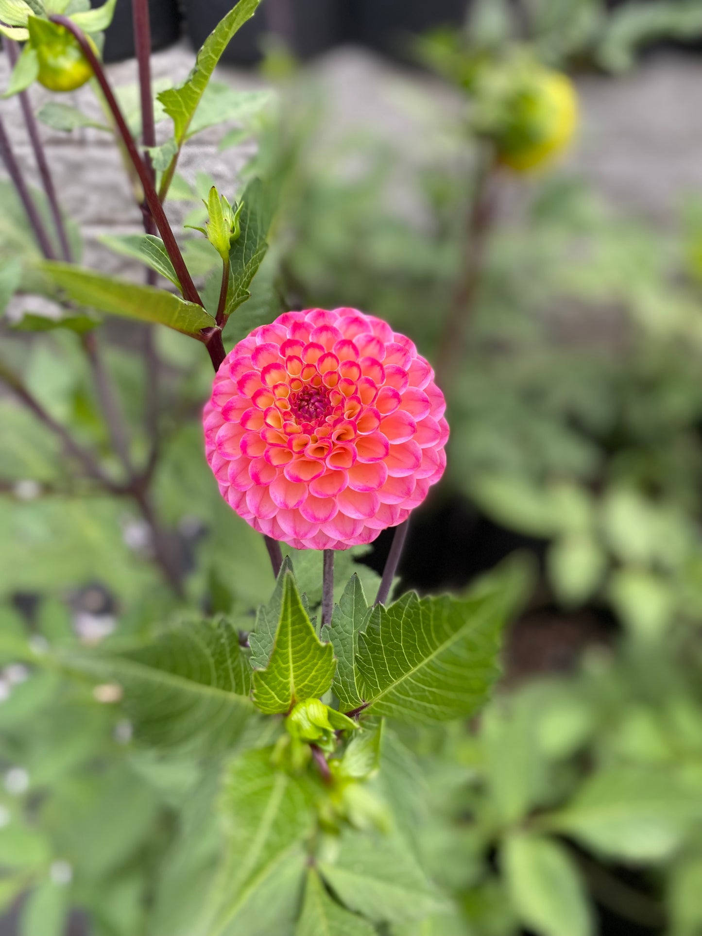 New Year 2026 Collection #36