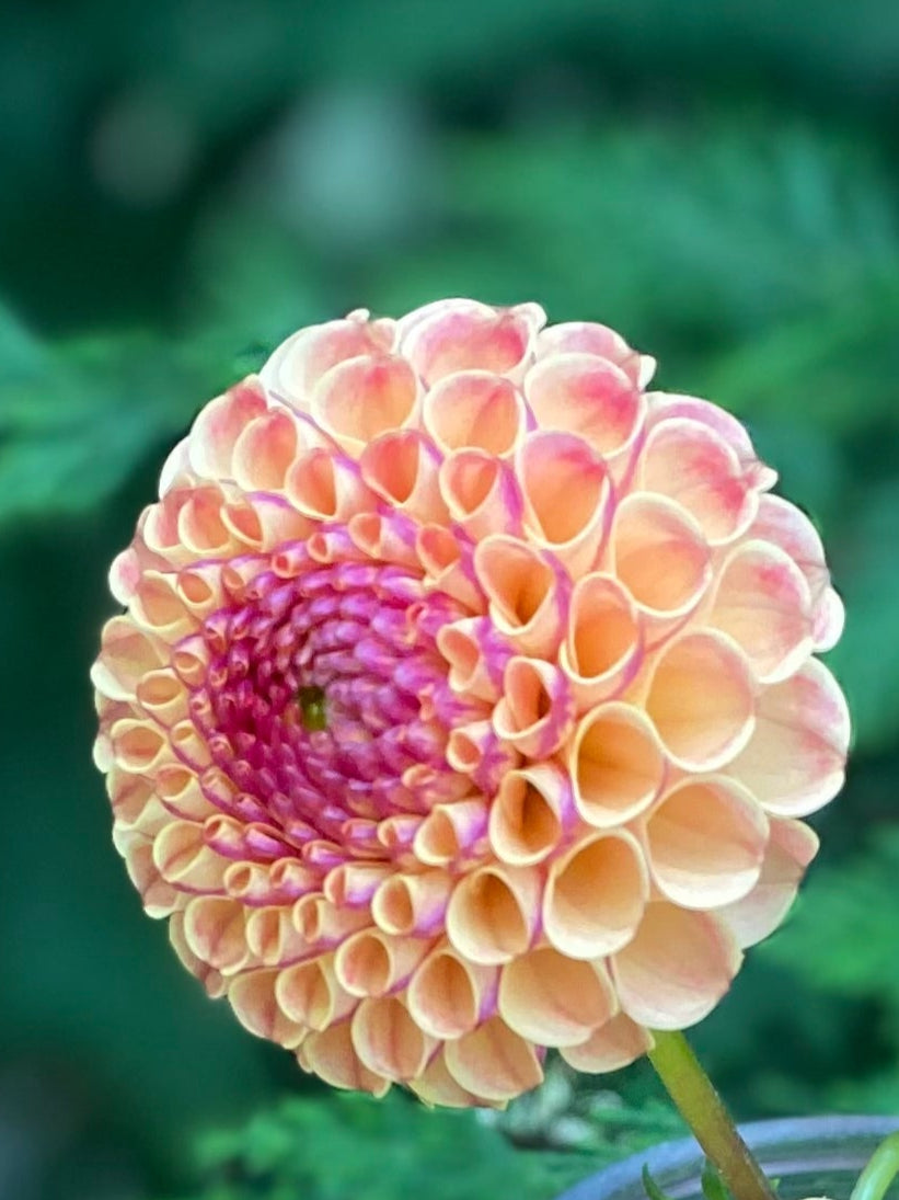 Rosemary Dawn (Clump)