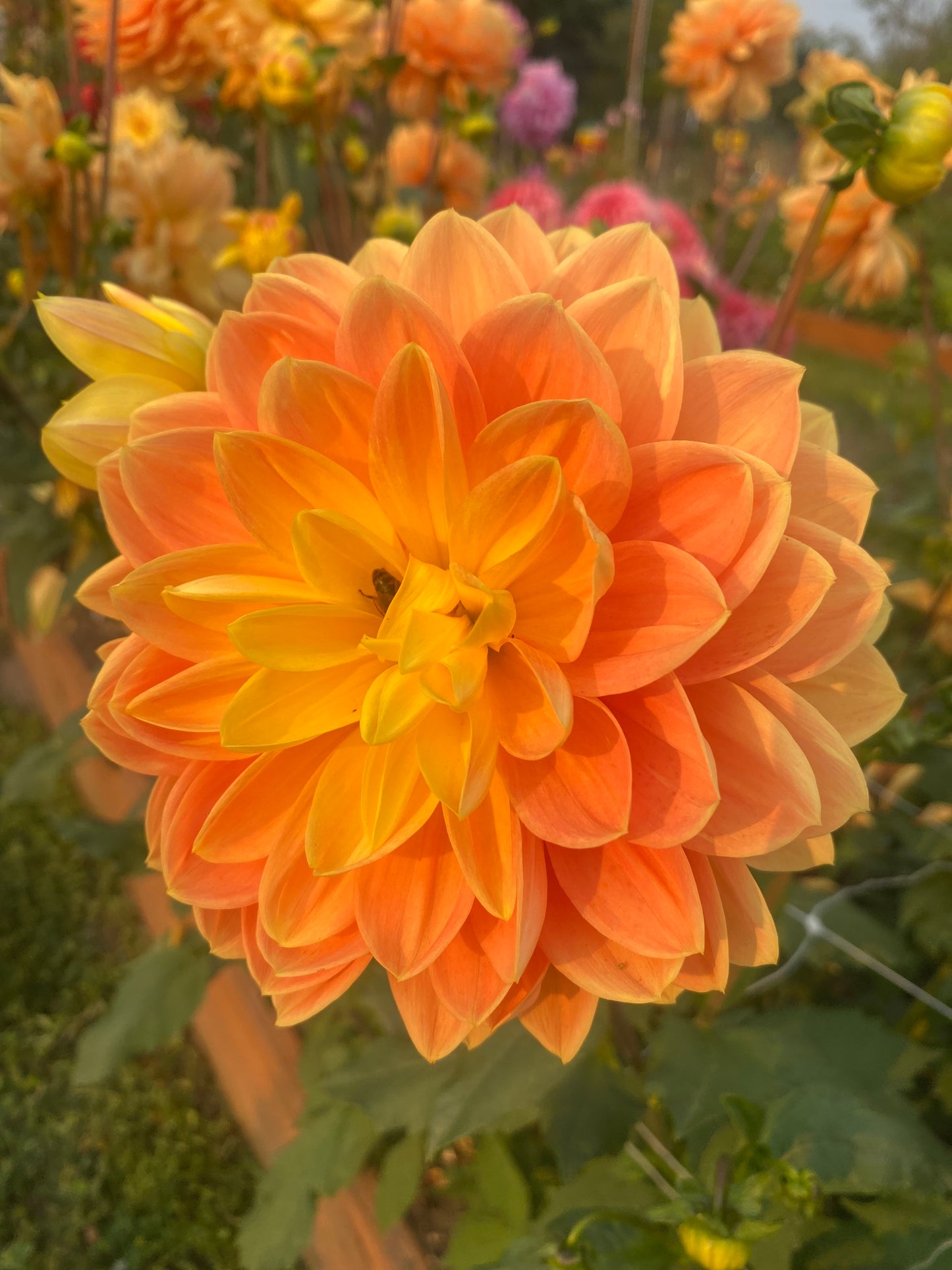 Monet Glory (Limit 1)