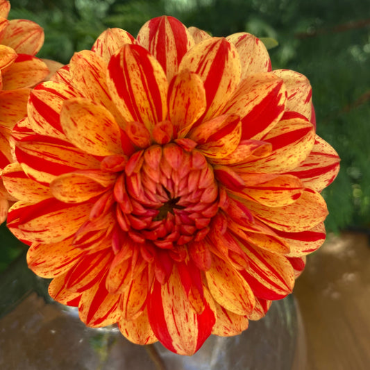 Jowey Nice (Limit 1)