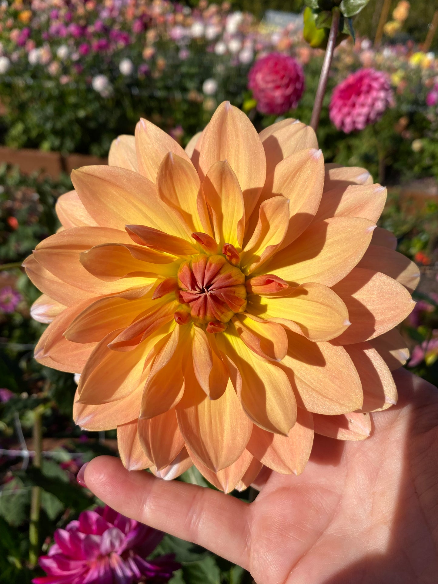 Sandia Candy Corn (limit 1)